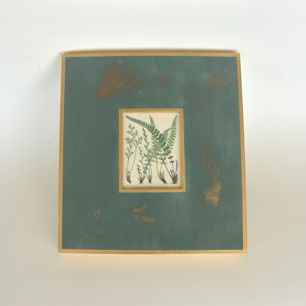 Vintage Wood-Block Engraving on Paper 01 - British Ferns