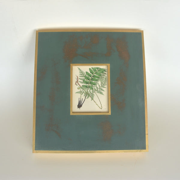 Vintage Wood-Block Engraving on Paper 03 - British Ferns