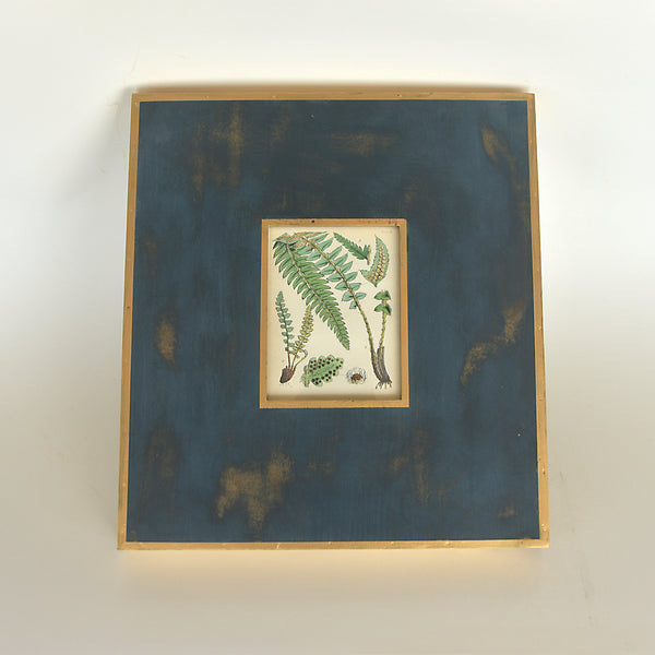 Vintage Wood-Block Engraving on Paper 05 - British Ferns